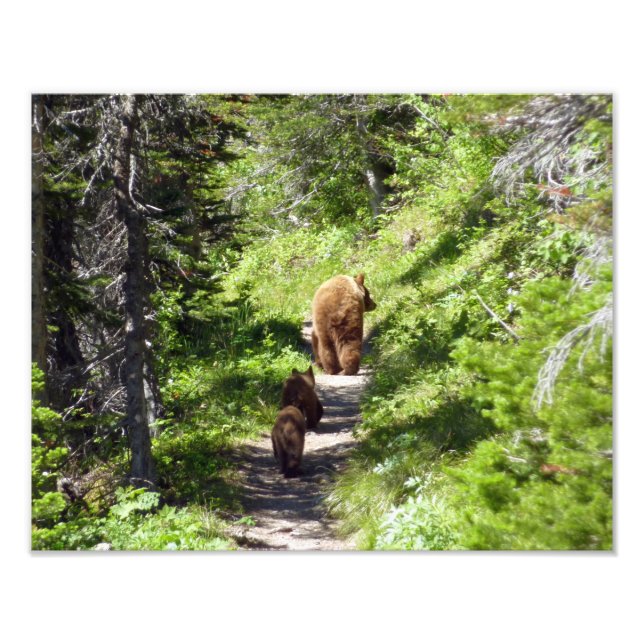 Foto Família Brown Bear (Frente)