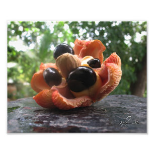 Foto Família do Ackee
