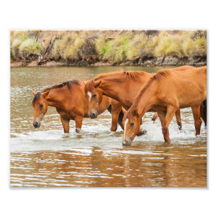 Foto Família do Cavalo Marrom no rio