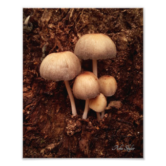 Foto Família Mushroom