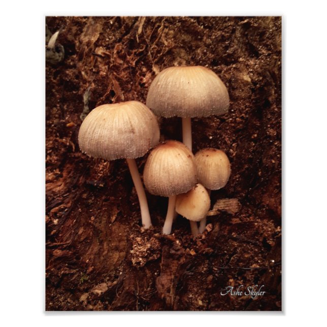 Foto Família Mushroom (Frente)