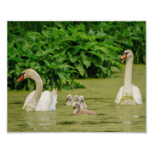 Foto Família Swan 10x8