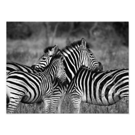 Foto Família Zebra