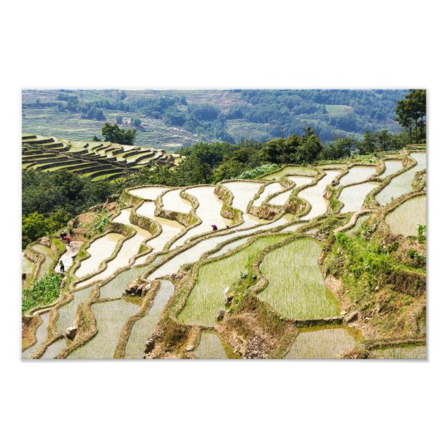 Foto Famosos terraços de arroz yuanyang - Yunnan, China (Frente)