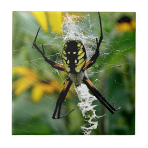 Foto fantástica - Aranha Orb na Web