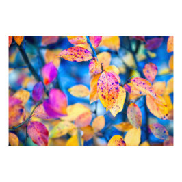 Foto Fascinando as Folhas de Cotonou