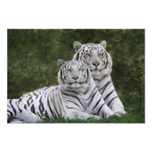Foto Fase branca, tigre-de-bengala, Tigris
