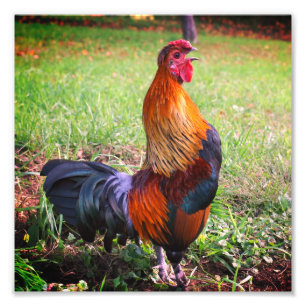 Foto Fazenda de Galo 8x8