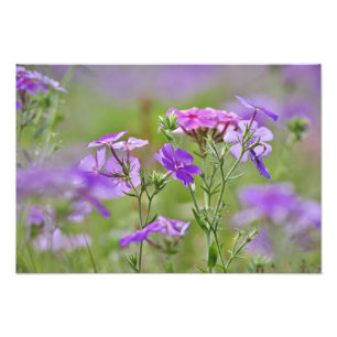 Foto Fechamento de Drummond Phlox, Phlox drummondi, 2