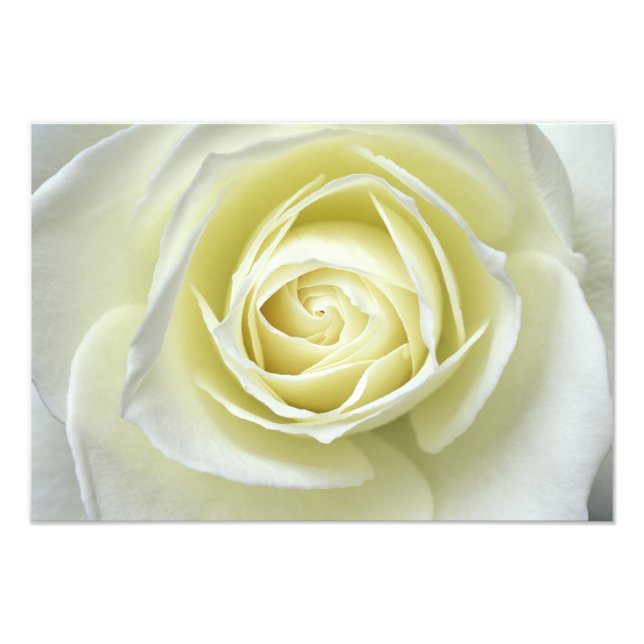 Foto Fechar detalhes da rosa branca (Frente)