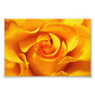 Foto Feche acima de um rosa amarelo