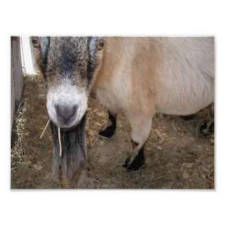 Foto Feche Billy Goat Comendo Hay