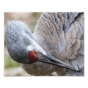 Foto Feche um Impressão de Sandhill Crane Preening