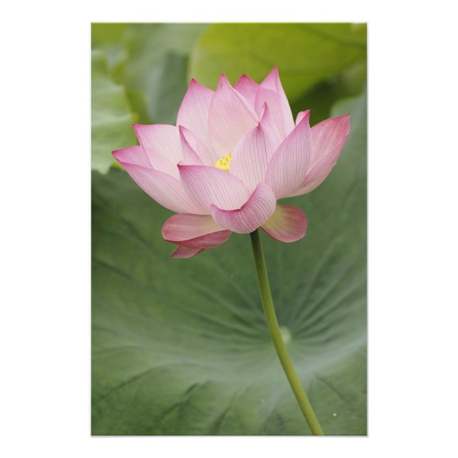 Foto Fecho da flor de Lotus, Nelumbo nucifera), (Frente)