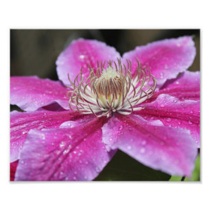 Foto Fecho da Macro na Flor Clematis Rosa