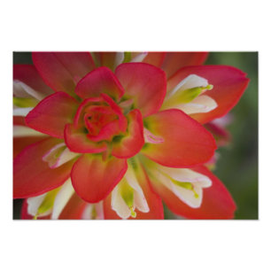 Foto Fecho da Pincel de Pintura Indiana perto de Gay Hi