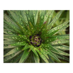 Foto Fecho da Planta