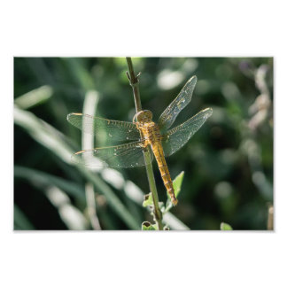 Foto Female Keeled Skimmer Dragonfly