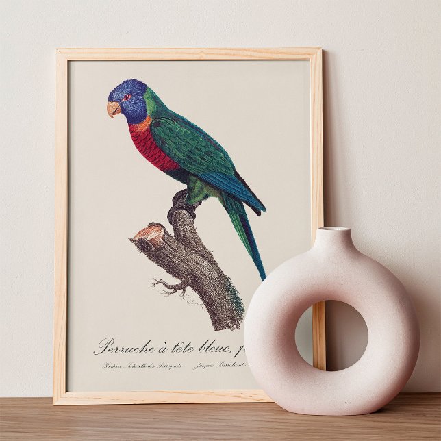 Foto Fêmea de lorikeet-arco-íris, Trichoglossus molucca (Perruche a tete bleue, femelle / Rainbow lorikeet, female. Photo Print)