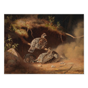 Foto Ferdinand von Wright - Hazel Grouse Wallow
