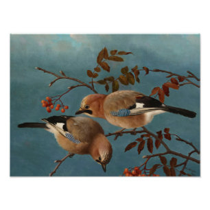 Foto Ferdinand von Wright - Jays