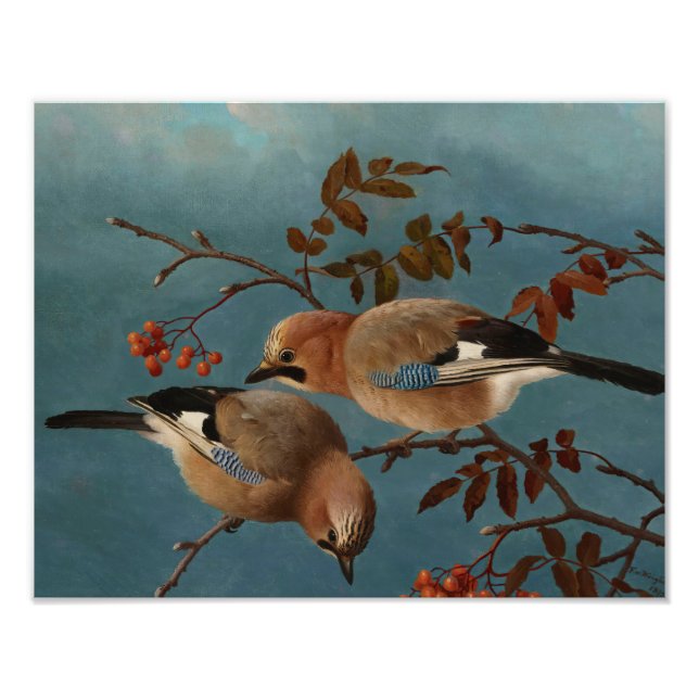 Foto Ferdinand von Wright - Jays (Frente)