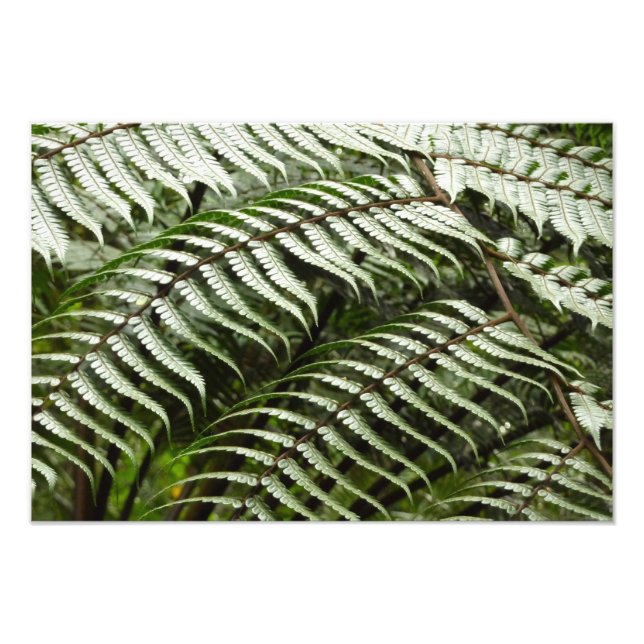 Foto Fern Fronds II Dark Green Nature (Frente)