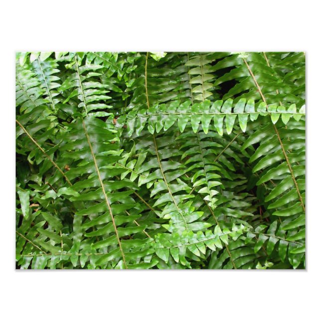Foto Fern Frontes I Green Nature (Frente)