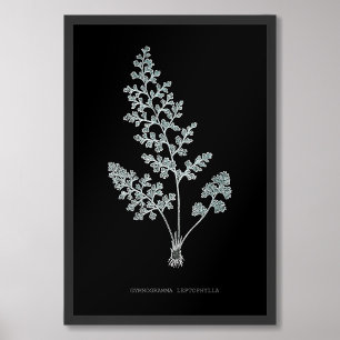 Foto Fern - Gymnogramma Leptofilla - Efeito de raios X 