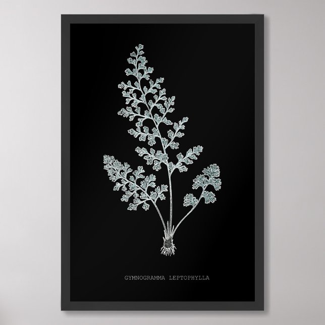 Foto Fern - Gymnogramma Leptofilla - Efeito de raios X  (Criador carregado)