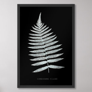 Foto Fern - Gymnogramma Villosa - Efeito de raios X - 0
