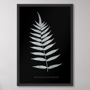 Foto Fern - Polypodyum Fraxinifolium - efeito de raios 