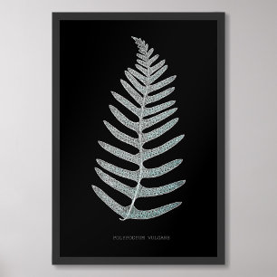 Foto Fern - Polypodyum Vulgare - Efeito de raios X - 09