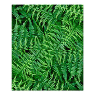 Foto Ferns: Beleza na Natureza: