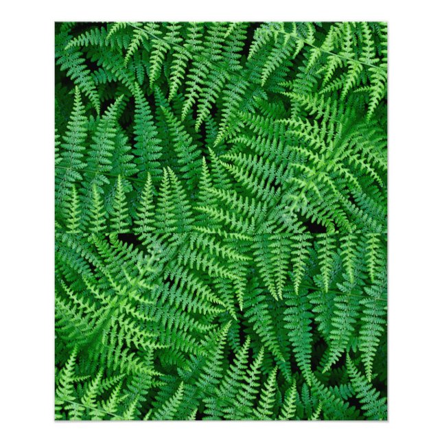 Foto Ferns: Beleza na Natureza: (Frente)