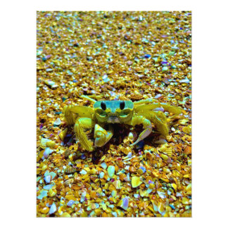 Foto Fiddler Crab