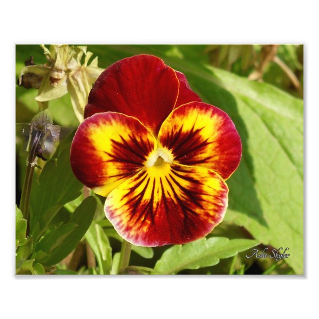 Foto Fiery Pansy (Frente)