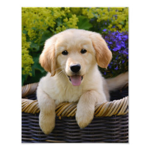 Foto Filhote de cachorro de encantamento do cão do
