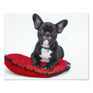 Foto Filhote de cachorro do buldogue