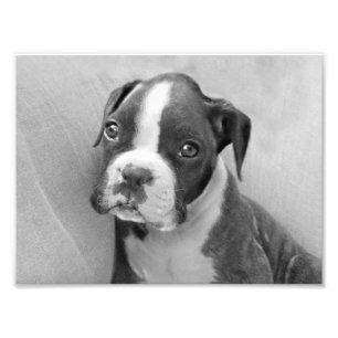 Foto Filhote de cachorro do pugilista