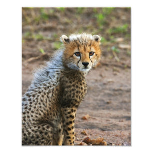 Foto Filhote de Guepardo (Acinonyx Jubatus)