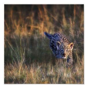 Foto Filhote de leopardo Panthera Pardus
