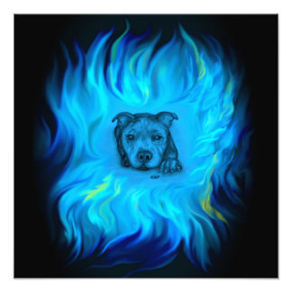 Foto Filhote Staffy Azul
