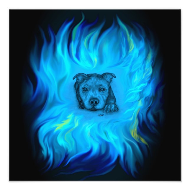 Foto Filhote Staffy Azul (Frente)