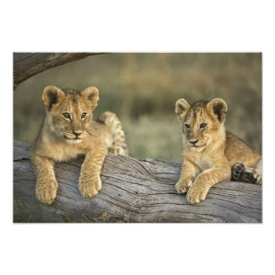 Foto Filhotes de leão no registro, Panthera leo, Masai