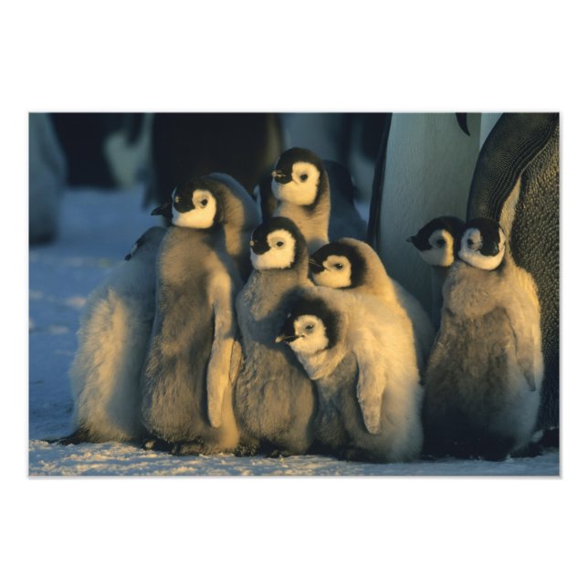 Foto Filhotes de pinguim-imperador em creche, Aptenodyt (Frente)