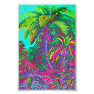 Foto Filicinae Árvores e Ferns