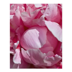 Foto Filmes Fotográficos Sombreados Rosa  