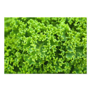 Foto Fim botânico acima - o verde sae (a folha)