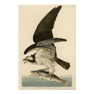 Foto Fish Hawk, Osprey, das Aves da América de Audubon